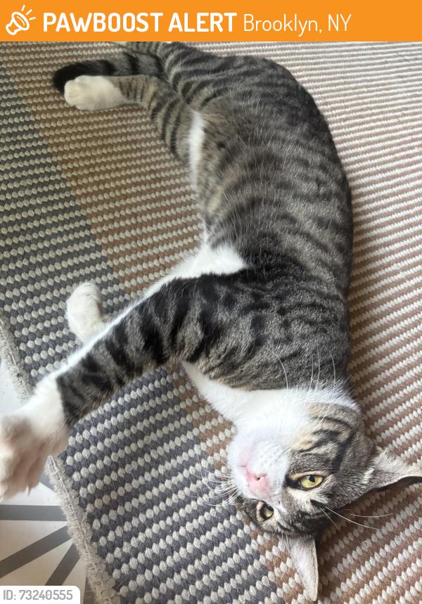 Found/Stray Male Cat last seen Shore road, Brooklyn, NY 11209