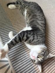 Found/Stray Male Cat last seen Shore road, Brooklyn, NY 11209