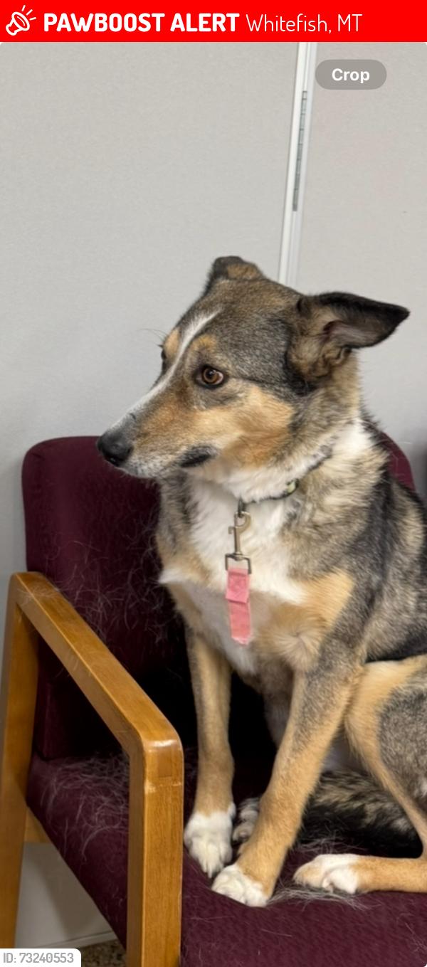 Lost Female Dog last seen Whitefish Lake South Golf Course, Whitefish, MT 59937