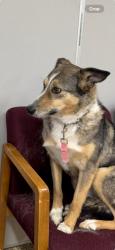 Lost Female Dog last seen Whitefish Lake South Golf Course, Whitefish, MT 59937
