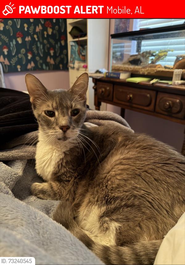 Lost Male Cat last seen Cottage Hill and Hillcrest, Carriage Hills across from the Zaxby’s on Cottage Hill, Mobile, AL 36695