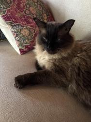 Lost Male Cat last seen Mystic Heights, Bozeman, MT 59715