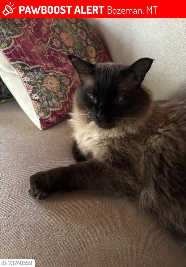 Lost Male Cat last seen Mystic Heights, Bozeman, MT 59715