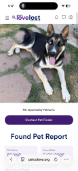Lost Male Dog last seen S 16th street Phoenix Az 86040, Phoenix, AZ 85042