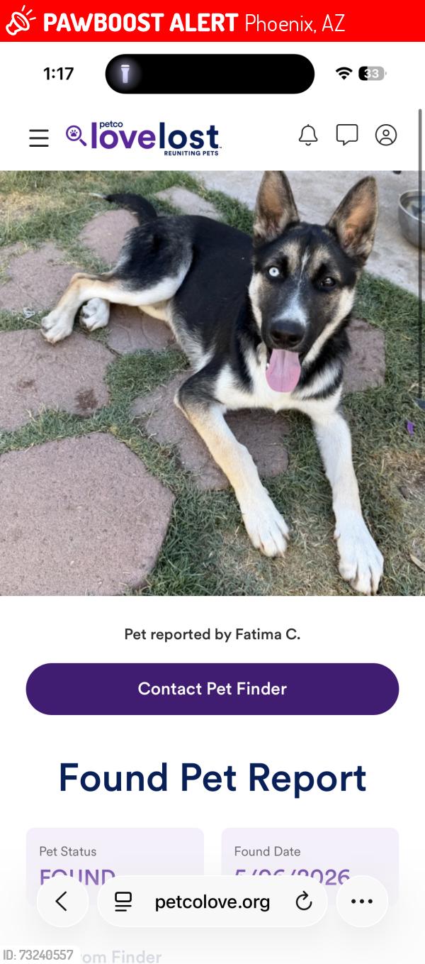 Lost Male Dog last seen S 16th street Phoenix Az 86040, Phoenix, AZ 85042