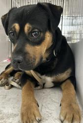 Shelter Stray Male Dog last seen WA, 6815 E Trent Ave, Spokane, WA 99212, USA