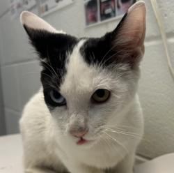 Shelter Stray Male Cat last seen Central Park Blvd & Montview Blvd, Denver, CO, 80220, 580 McIntyre St, Golden, CO 80401, USA