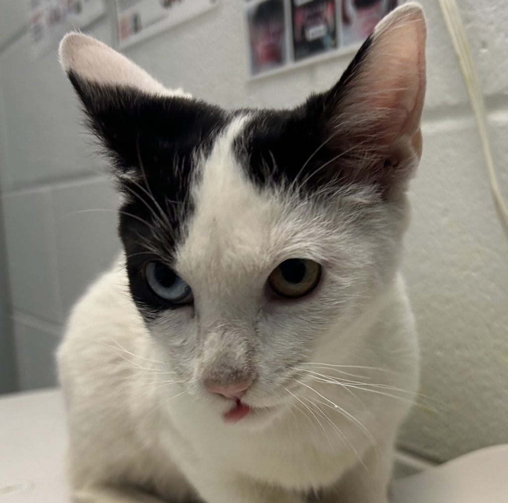Shelter Stray Male Cat last seen Central Park Blvd & Montview Blvd, Denver, CO, 80220, 580 McIntyre St, Golden, CO 80401, USA