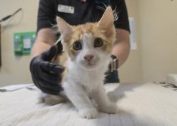 Shelter Stray Male Cat last seen Near Glasgow Drive, Carlsbad, CA, 92010, Oceanside, CA 92058, USA