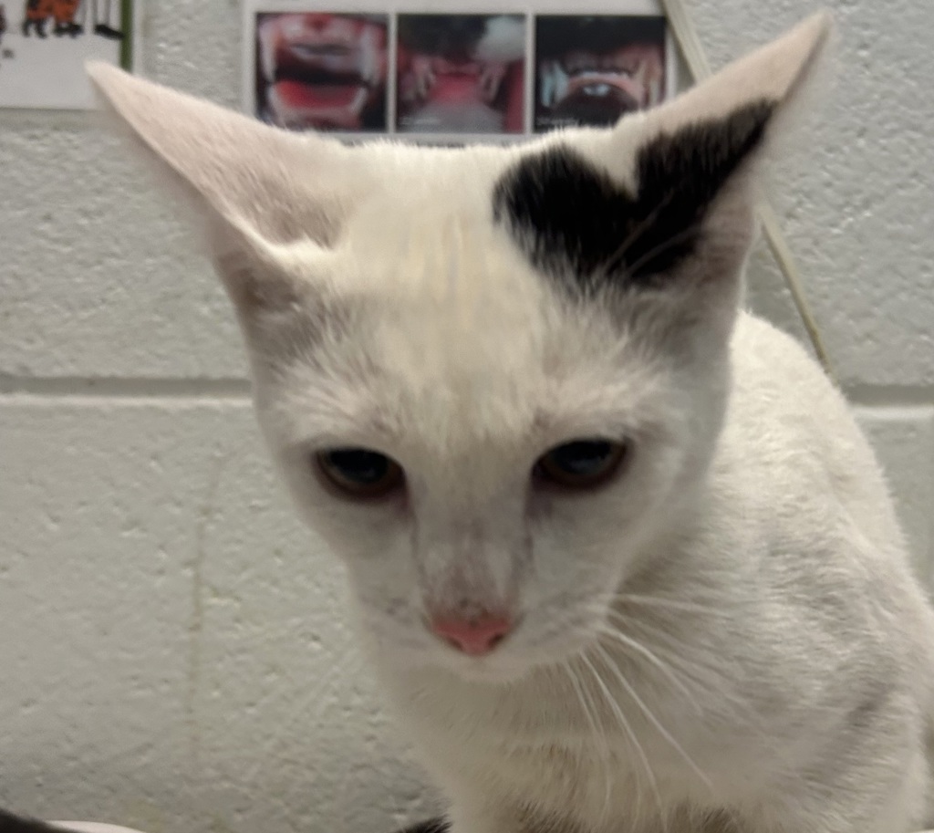 Shelter Stray Male Cat last seen Central Park Blvd & Montview Blvd, Denver, CO, 80220, 580 McIntyre St, Golden, CO 80401, USA