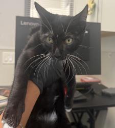 Shelter Stray Male Cat last seen Apt 5,7812 paradise Valley Road, San Diego, CA, 92139, 5500 Gaines St, San Diego, CA 92110, USA
