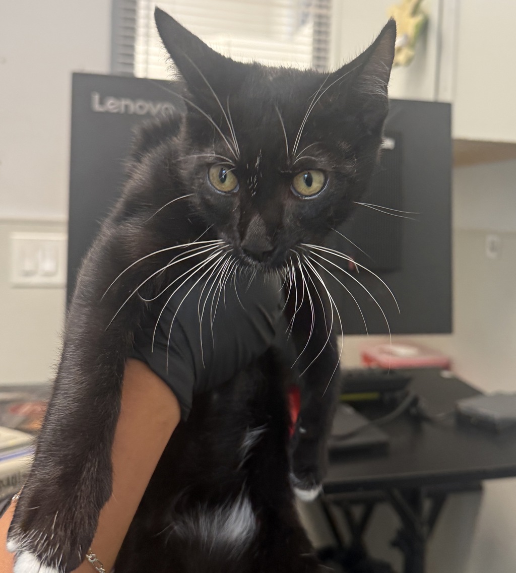 Shelter Stray Male Cat last seen Apt 5,7812 paradise Valley Road, San Diego, CA, 92139, 5500 Gaines St, San Diego, CA 92110, USA
