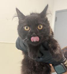 Shelter Stray Female Cat last seen Apt 5,7812 paradise Valley Road, San Diego, CA, 92139, 5500 Gaines St, San Diego, CA 92110, USA