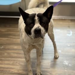 Shelter Stray Male Dog last seen Airway Road, San Diego, CA, 92154, 5500 Gaines St, San Diego, CA 92110, USA