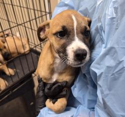 Shelter Stray Male Dog last seen Near Village` Drive, Oceanside, CA, 92057, Oceanside, CA 92058, USA