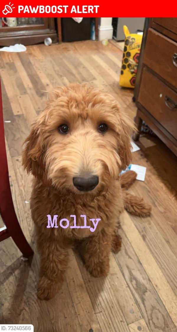 Lost Female Dog last seen Near cedar bridge road, Stafford Township, NJ 08005