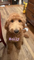 Lost Female Dog last seen Near cedar bridge road, Stafford Township, NJ 08005