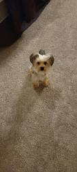 Reunited Male Dog last seen Near s kirkman rd apt 178, Orlando, FL 32811