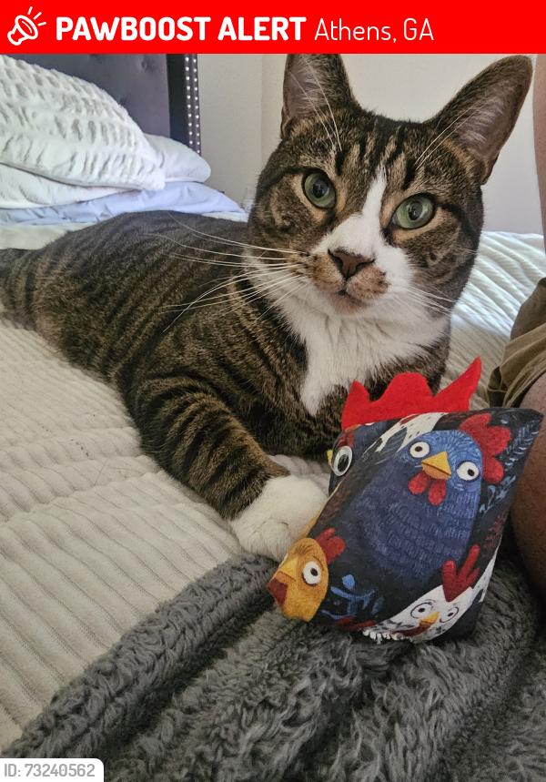 Lost Male Cat last seen Past the playground, Athens, GA 30606