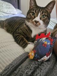 Lost Male Cat last seen Past the playground, Athens, GA 30606