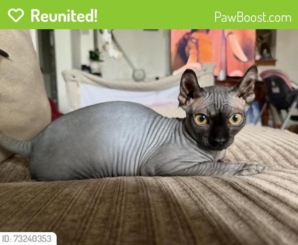 Reunited Male Cat last seen Near Arthur Ave, Chula Vista, CA 91910, USA, Chula Vista, CA 91910