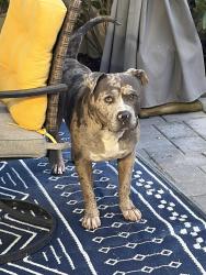 Found/Stray Male Dog last seen Near seabright ave wpb 33413, West Palm Beach, FL 33413