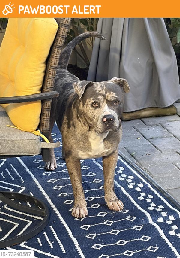 Found/Stray Male Dog last seen Near seabright ave wpb 33413, West Palm Beach, FL 33413