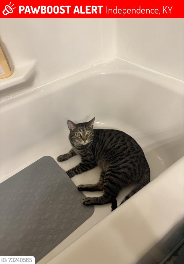 Lost Male Cat last seen Taylor ridge apmts, Independence, KY 41051