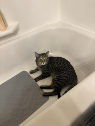 Lost Male Cat last seen Taylor ridge apmts, Independence, KY 41051
