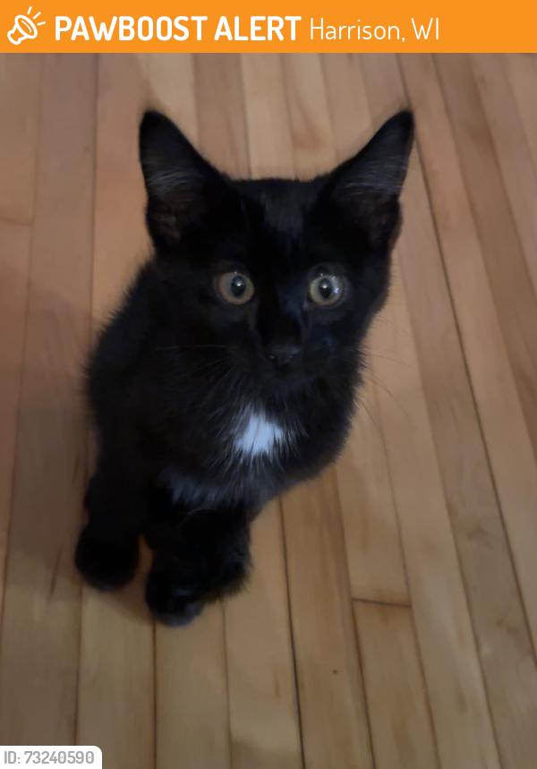 Found/Stray Female Cat last seen Festival, Harrison, WI 54915