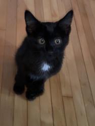 Found/Stray Female Cat last seen Festival, Harrison, WI 54915
