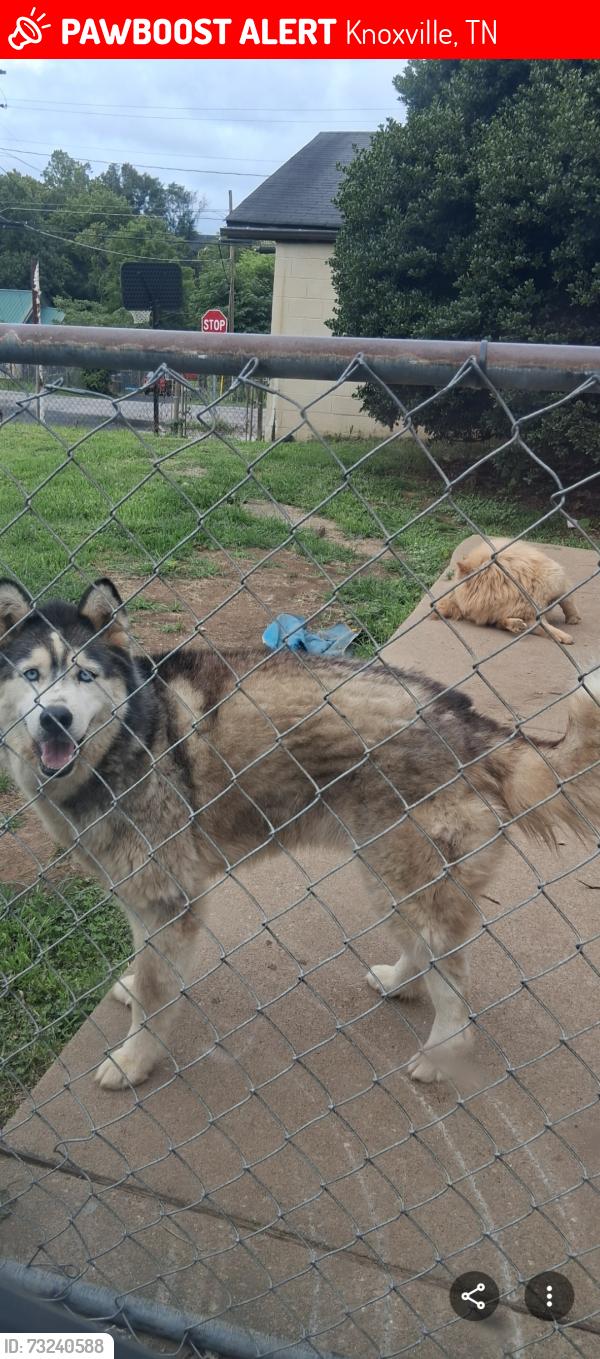 Lost Male Dog last seen Liberty strret, Knoxville, TN 37919