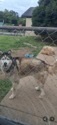 Lost Male Dog last seen Liberty strret, Knoxville, TN 37919