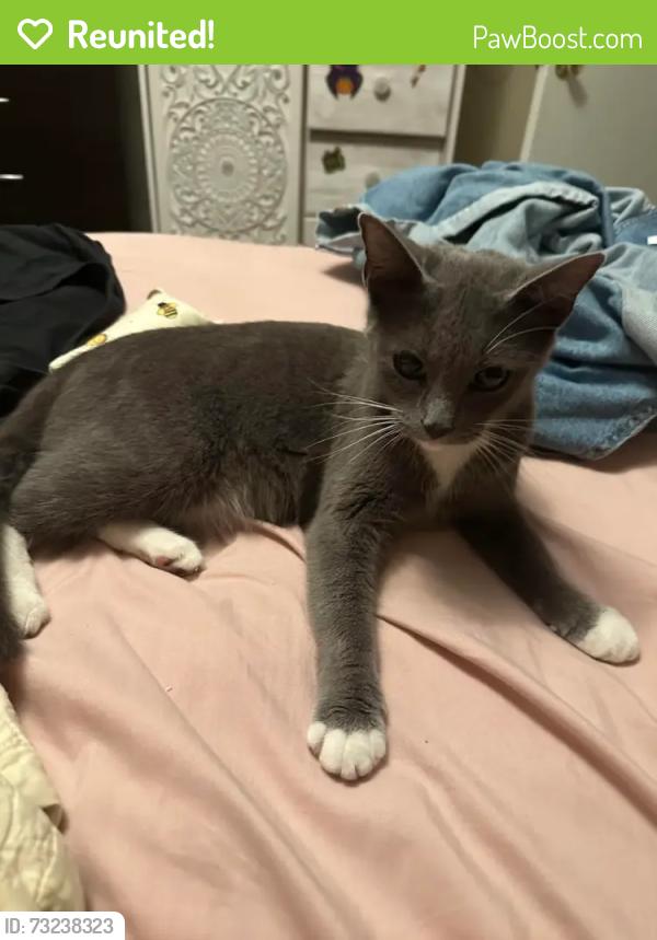 Reunited Male Cat last seen Found in the back alleyways near the Fourth Street Taproom and Kitchen, Columbus, OH 43201
