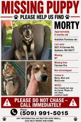 Lost Male Dog last seen Fairview/freya, Spokane County, WA 99021