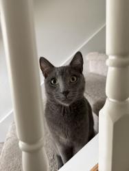 Reunited Male Cat last seen Near Cadence Ct, Fort Myers, FL 33913, USA, Fort Myers, FL 33913