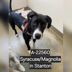 Shelter Stray Female Dog last seen , 6621 Westminster Ave, Garden Grove, CA 92844, USA
