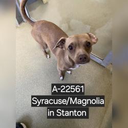 Shelter Stray Female Dog last seen , 6621 Westminster Ave, Garden Grove, CA 92844, USA