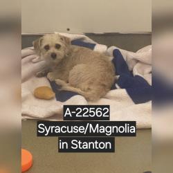Shelter Stray Female Dog last seen , 6621 Westminster Ave, Garden Grove, CA 92844, USA