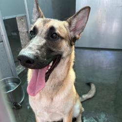 Shelter Stray Male Dog last seen , 361 S Raymond Ave, Pasadena, CA 91105, USA