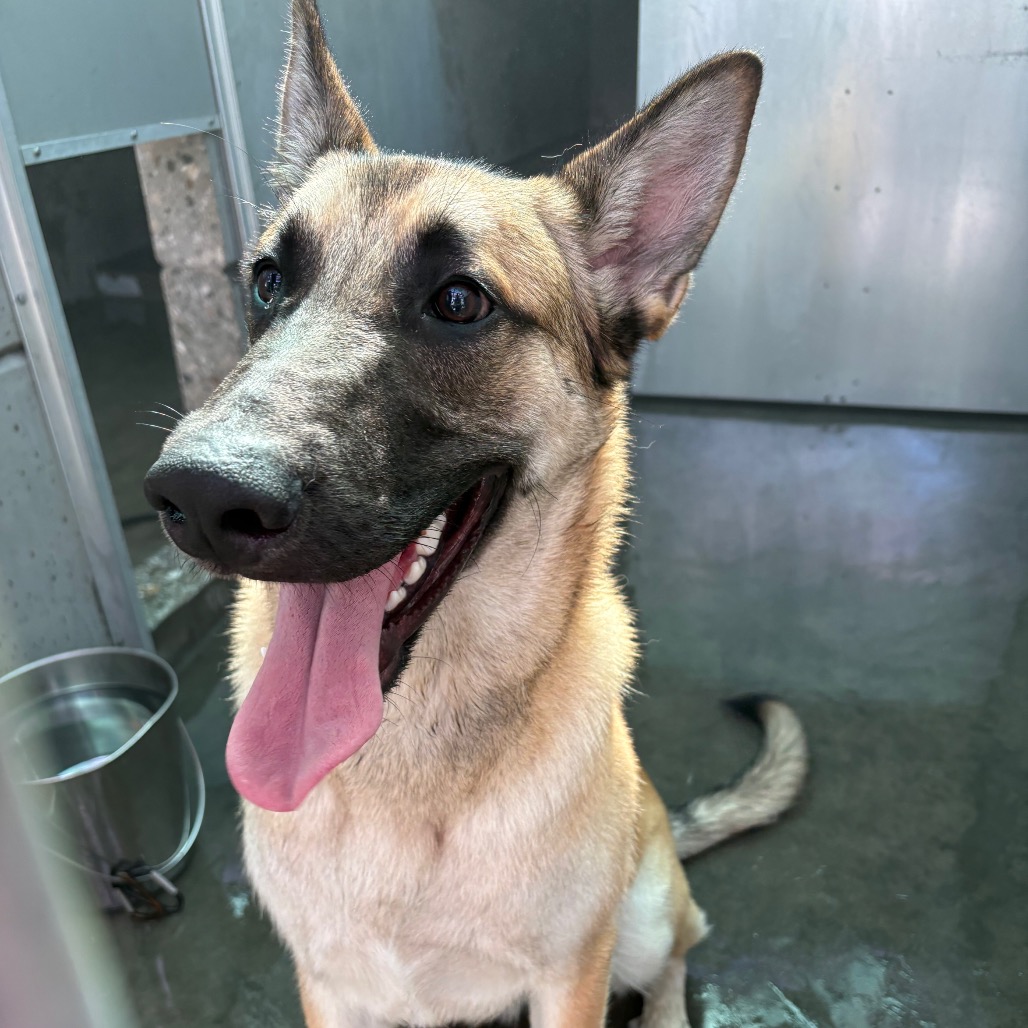 Shelter Stray Male Dog last seen , 361 S Raymond Ave, Pasadena, CA 91105, USA