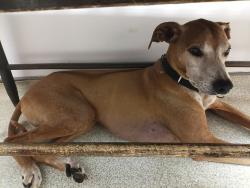 Reunited Male Dog last seen howard rd & howard ln, LaBelle, FL 33935