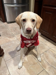 Lost Female Dog last seen Near West Knoxville Street, Broken Arrow, OK, USA, Broken Arrow, OK 74012
