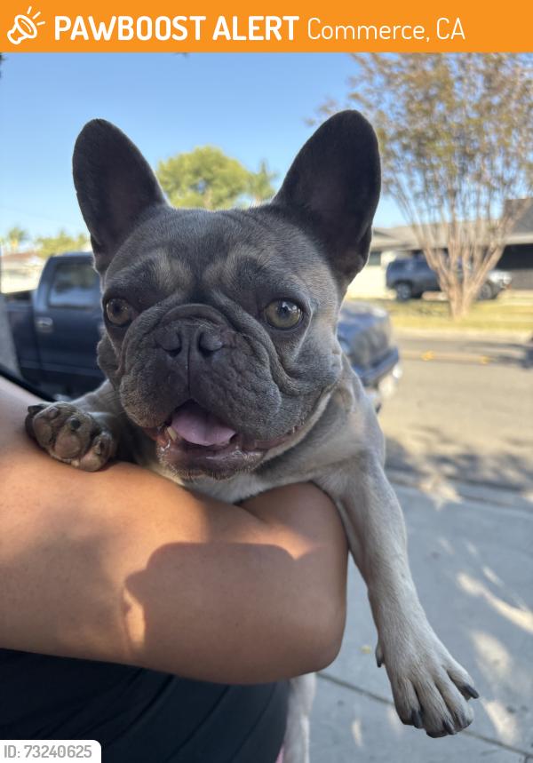Found/Stray Female Dog last seen True ave, Commerce, CA 90040