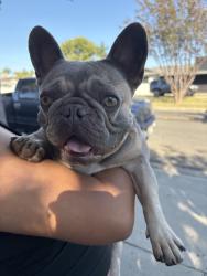 Found/Stray Female Dog last seen True ave, Commerce, CA 90040