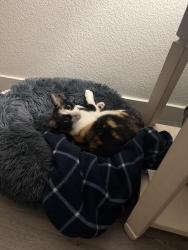 Reunited Female Cat last seen Westbrook blvd and blue oaks blvd, Roseville, CA 95747