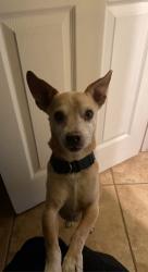 Lost Male Dog last seen Wood Rd and Mariposa Ave 92508, Riverside, CA 92508