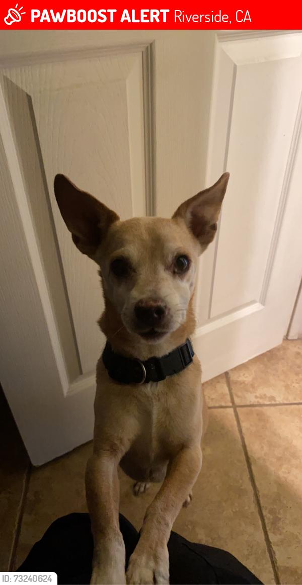 Lost Male Dog last seen Wood Rd and Mariposa Ave 92508, Riverside, CA 92508