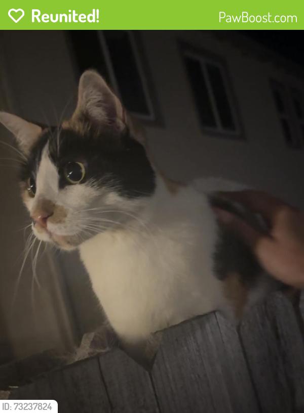 Reunited Unknown Cat last seen Littleton Ln, Lincoln, CA 95648, USA, Lincoln, CA 95648