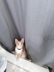 Reunited Male Cat last seen San Diego, CA 92113, USA, San Diego, CA 92113